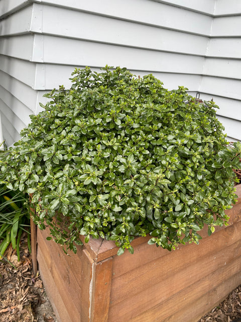 Pittosporum tenuifolium
