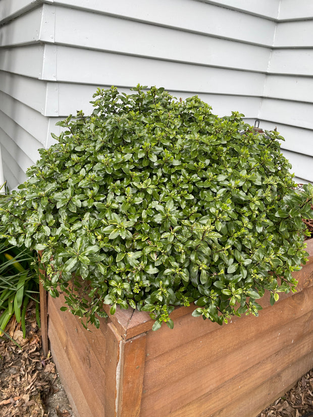 Pittosporum tenuifolium