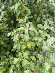 Pittosporum tenuifolium