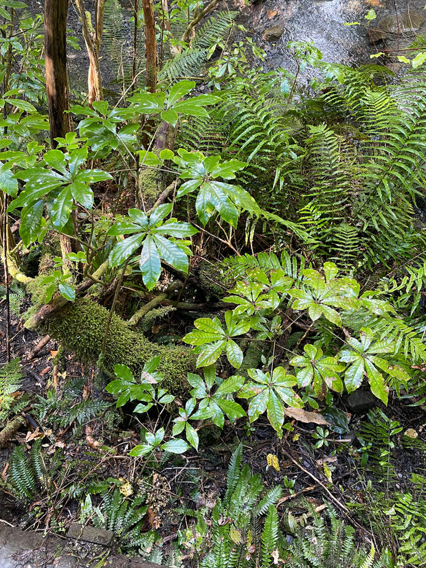 Schefflera digitata