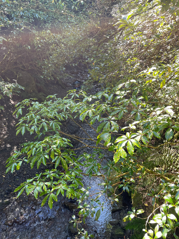 Schefflera digitata