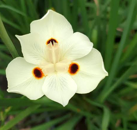 Dietes Bicolour