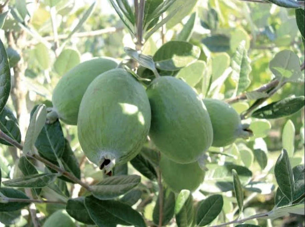 Feijoa Sellowiana