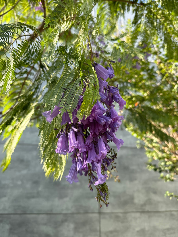 Jacaranda mimosaefolia