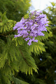 Jacaranda mimosaefolia