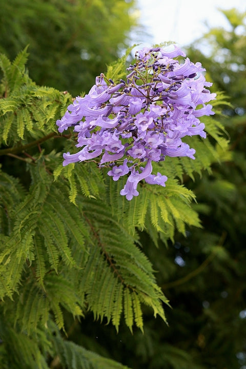 Jacaranda mimosaefolia