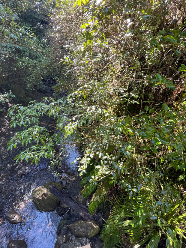 Schefflera digitata