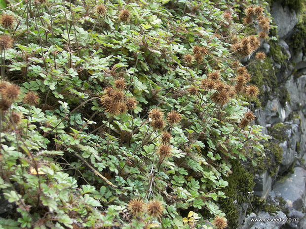 Acaena novae-zelandiae