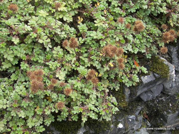 Acaena novae-zelandiae