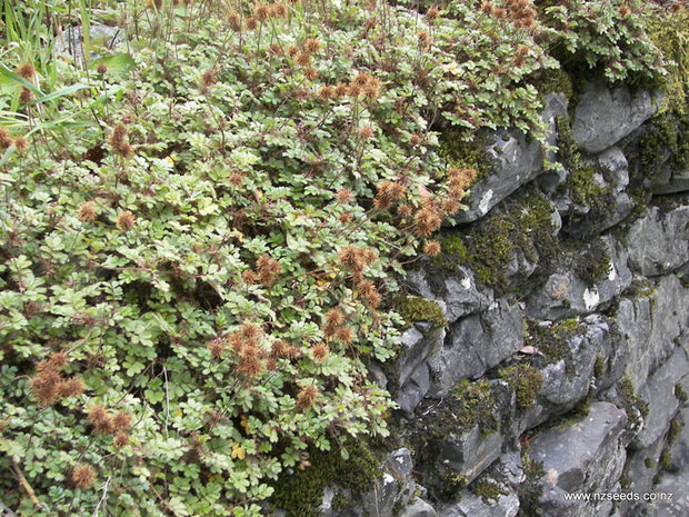 Acaena novae-zelandiae