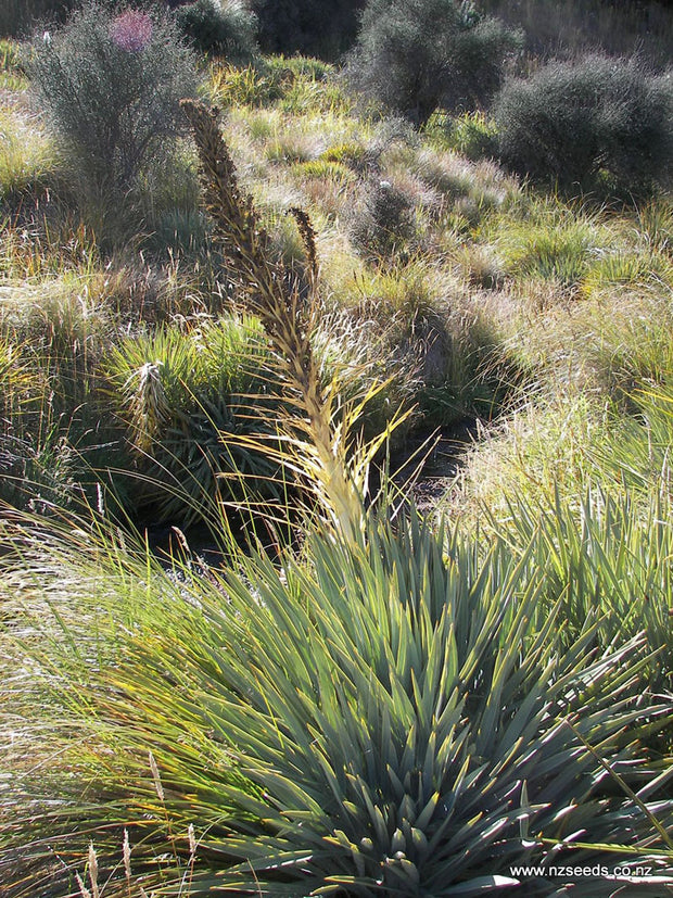 Aciphylla squarrosa