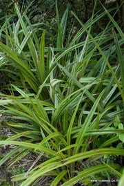 Astelia fragrans