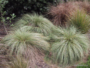 Carex comans var Green
