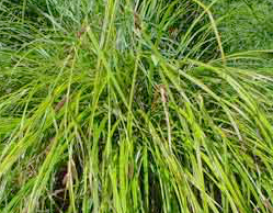 Carex lambertiana