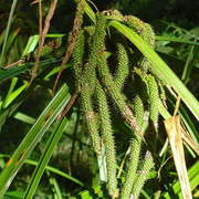 Carex lessoniana