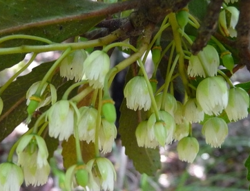 Elaeocarpus hookerianus