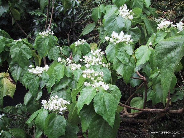 Entelea arborescens