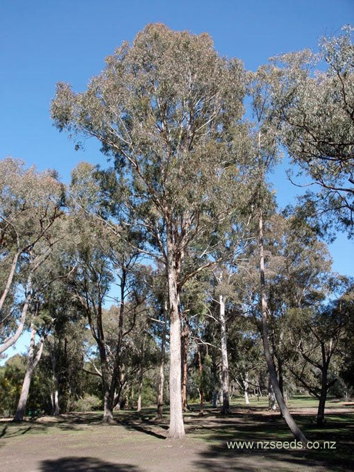 Eucalyptus bosistoana