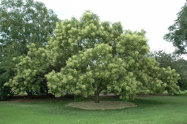 Sophora japonica