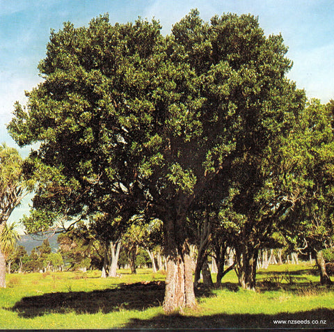 Hedycarya arborea