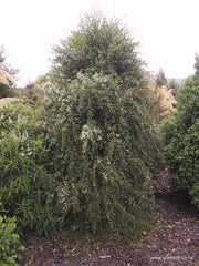 Hoheria angustifolia