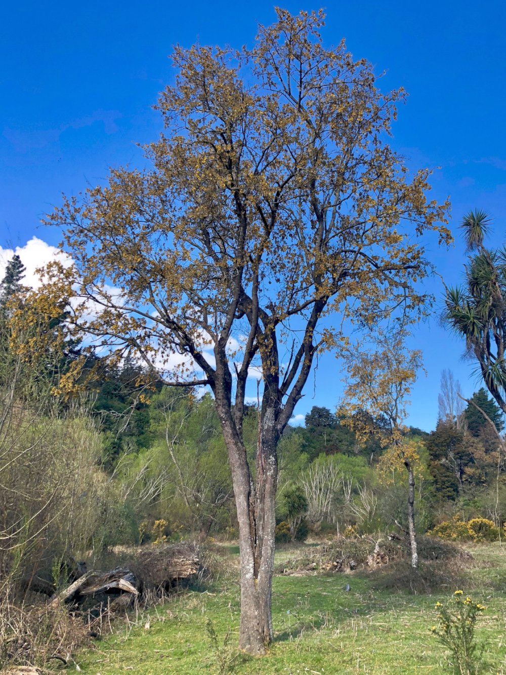 Sophora Prostrata (Prostrate Kowhai) - 50 Seeds - Native New Zealand Plant