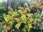 Clianthus puniceus rosea