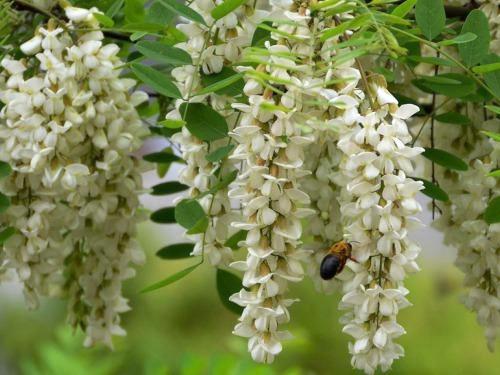 Sophora japonica