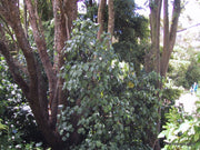 Macropiper excelsum