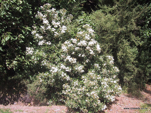Olearia avicenniaefolia