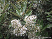 Olearia avicenniaefolia