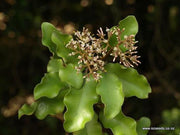 Olearia paniculata