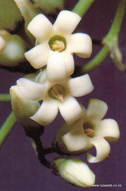 Parsonsia heterophylla