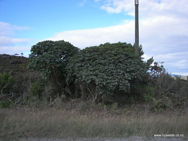 Pseudopanax lessonii