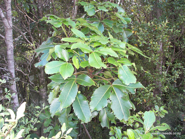 Pseudopanax lessonii