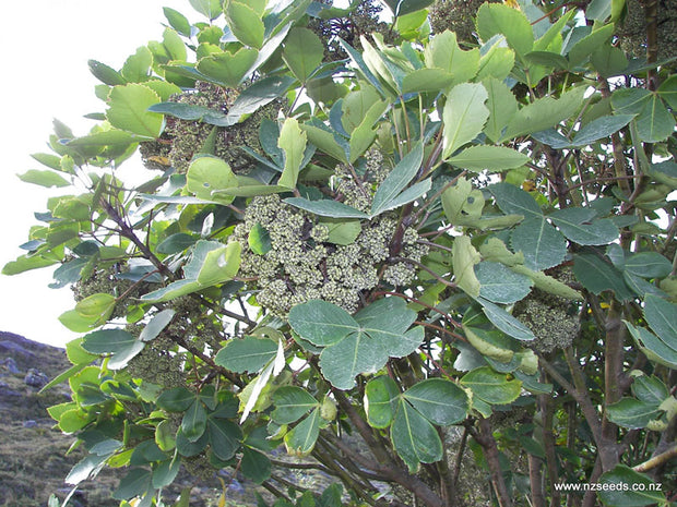 Pseudopanax lessonii