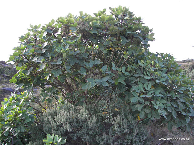 Pseudopanax lessonii