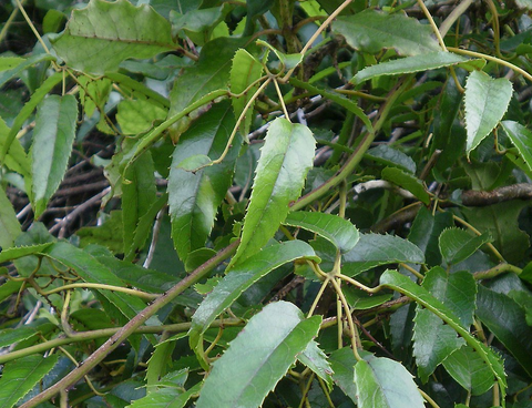 Rubus australis var cissoides