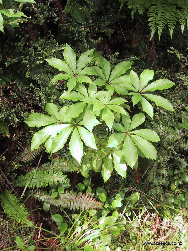 schefflera arboricola nz Schefflera digitata seed