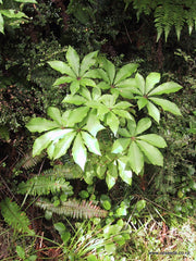 Schefflera digitata