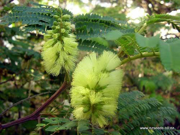 Albizia lophantha