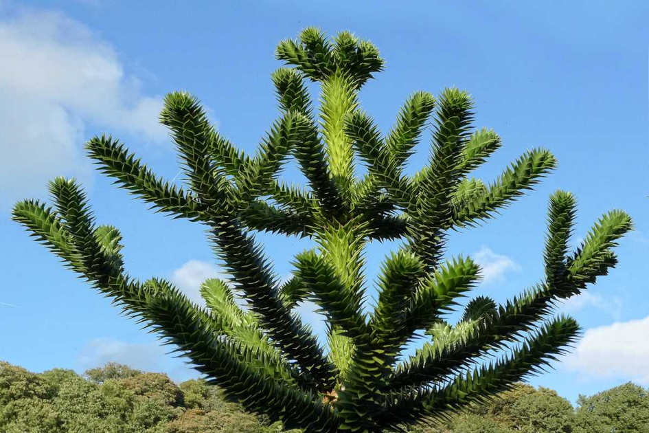 Araucaria araucana seed International seed shop NZSEEDS