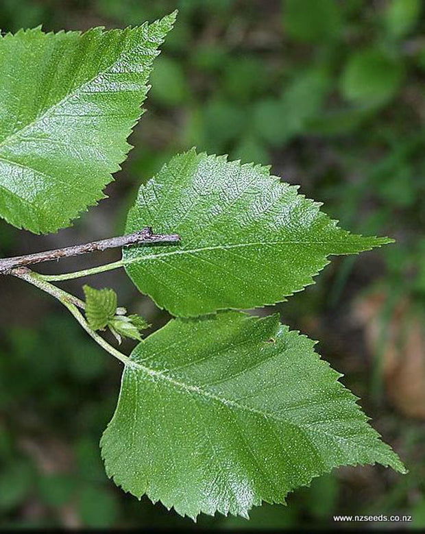 Betula pendula