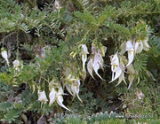 Clianthus puniceus albus