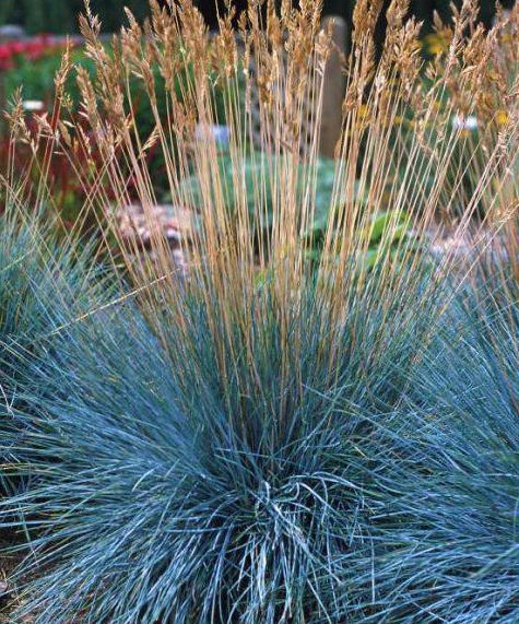 Festuca actae seed - International seed shop – NZSEEDS