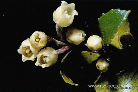 Gaultheria antipoda