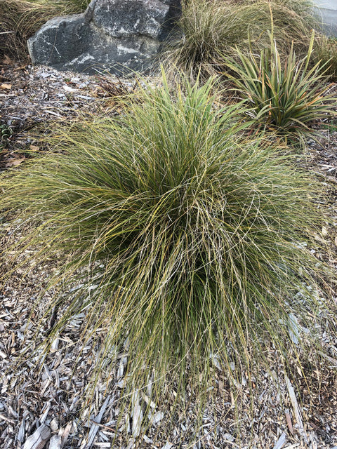 Carex flagellifera var Green-Brown