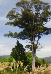 Prumnopitys taxifolia