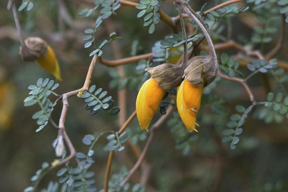 Sophora prostrata seed - International seed shop – NZSEEDS