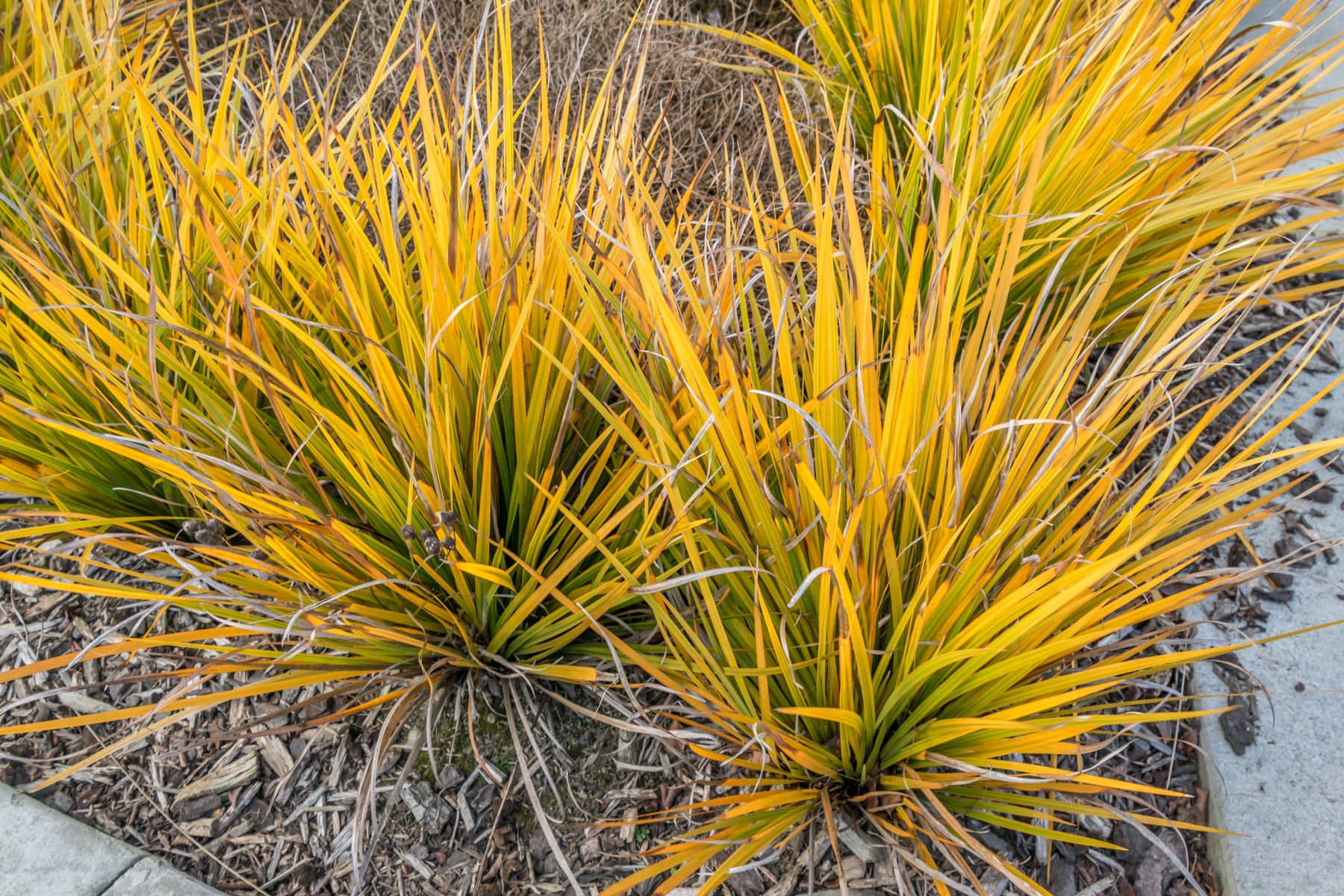 Libertia grandiflora deals